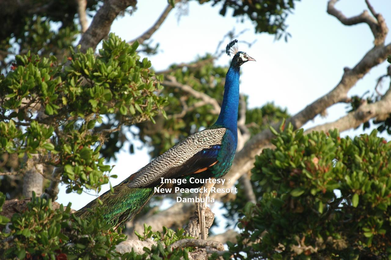 דמבולה New Peacock Resort מראה חיצוני תמונה